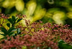 _DSC0058_adjusted