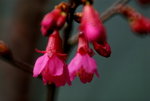 _DSC0063_adjusted