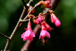 _DSC0080_adjusted