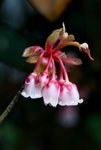 _DSC0096_adjusted
