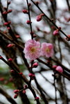 _DSC0134_adjusted
