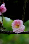 _DSC0137_adjusted