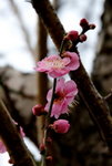 _DSC0146_adjusted