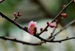 _DSC0154_adjusted