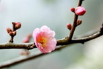 _DSC0156_adjusted