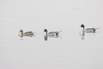 _DSC0180