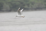 _DSC0205