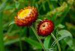 _DSC0129_adjusted