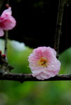_DSC0137_adjusted