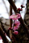 _DSC0146_adjusted