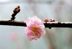 _DSC0157_adjusted