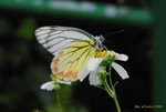 _DSC0036_J_adjusted