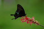 _DSC0045_J_adjusted