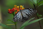 _DSC0091_J_adjusted
