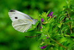 _DSC0106_J_adjusted