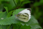 _DSC0134_J_adjusted