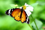 _DSC0227_J_adjusted