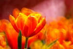 _DSC0413_adjusted
