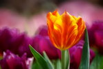_DSC0415_adjusted