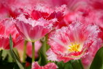 _DSC0426_adjusted