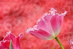 _DSC0428_adjusted