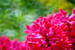 _DSC0442_adjusted