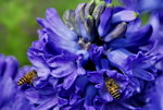 _DSC0477_J_adjusted