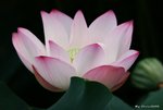_DSC0002_adjusted