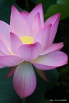 _DSC0012_adjusted