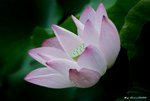 _DSC0013_adjusted