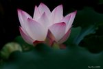 _DSC0017_adjusted
