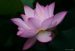 _DSC0031_adjusted