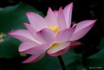 _DSC0034_adjusted
