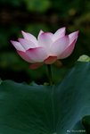 _DSC0053_adjusted
