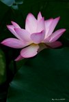 _DSC0054_adjusted
