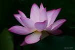 _DSC0062_adjusted