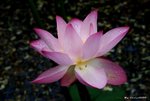 _DSC0080_adjusted