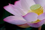 _DSC0087_adjusted