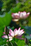 _DSC0113_adjusted