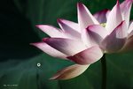 _DSC0132_adjusted