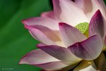 _DSC0135_adjusted