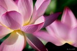 _DSC0155_adjusted