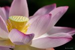 _DSC0161_adjusted