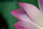 _DSC0180_adjusted