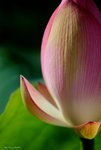 _DSC0187_adjusted