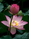 _DSC0004_adjusted