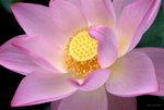 _DSC0038_adjusted
