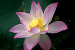 _DSC0041_adjusted
