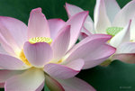 _DSC0091_adjusted