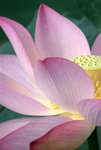 _DSC0100_adjusted